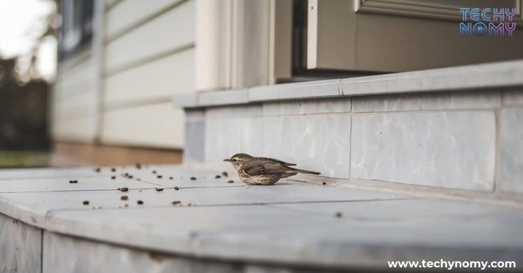 Spiritual Meaning of Dead Bird at Your Doorstep