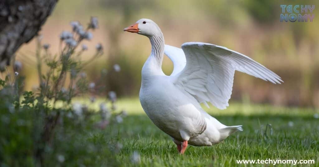 What Does the Goose Represent?