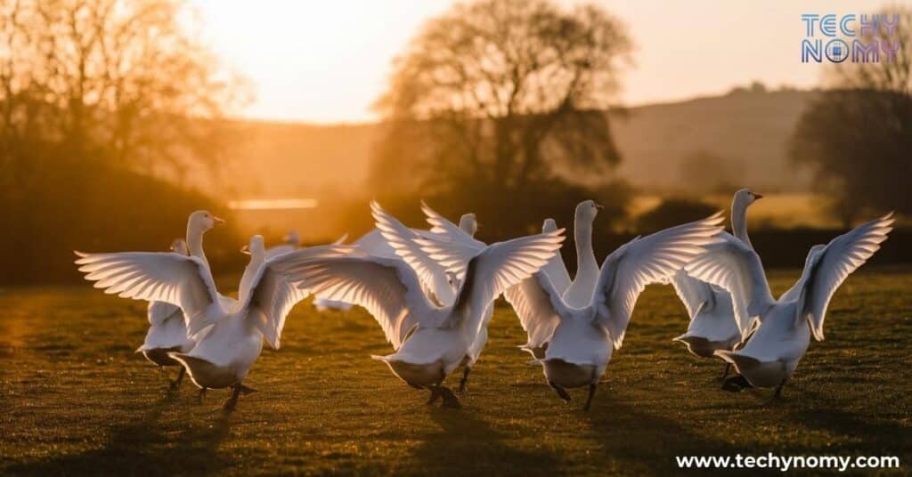 Spiritual Meaning of Geese