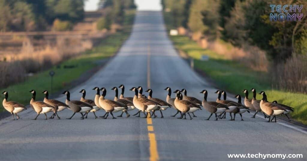 Spiritual Meaning of Geese Crossing Your Path