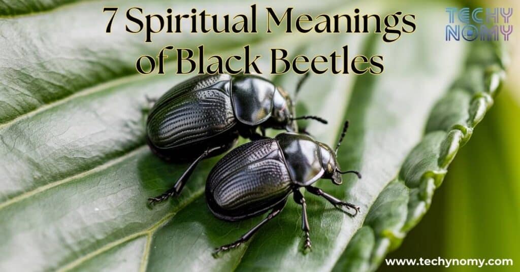 Spiritual Meanings of Black Beetles