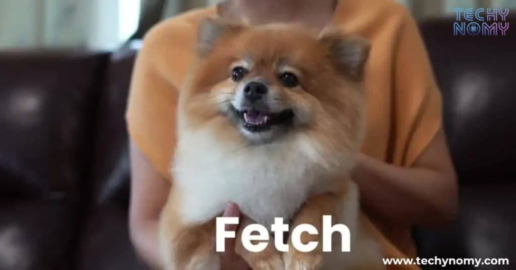 How to Cancel Fetch Pet Insurance